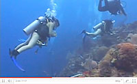 Honduras Coral Reefs
