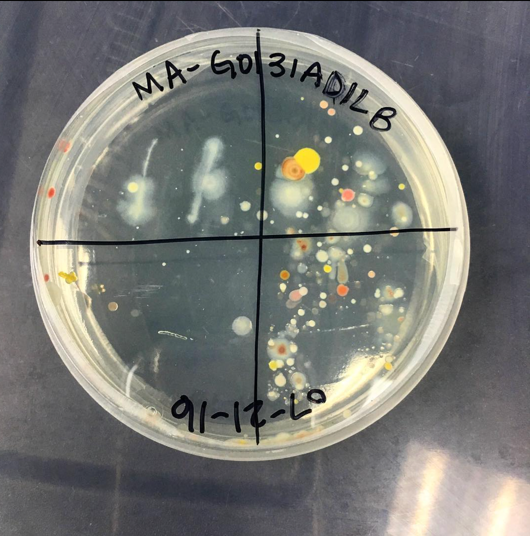 Bacteria isolated from marine sediment collected from Sand Key, FL