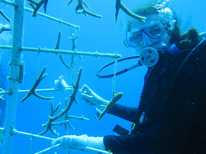 Student propagating coral