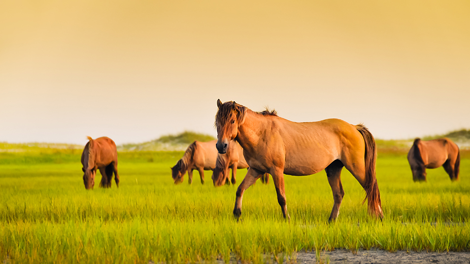 wild horses in Shackleford Banks, NC
