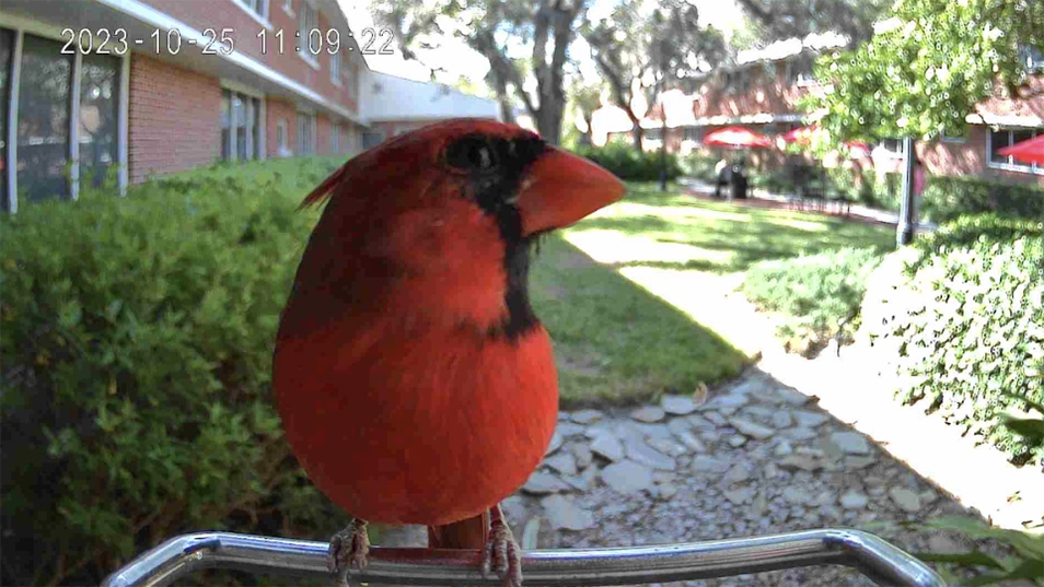 Research Grant Looks Into Species of Birds on Campus