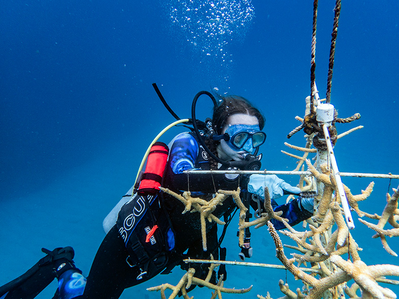 Student scuba diver cleaning coral