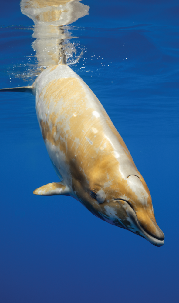 A Blainville’s beaked whale
