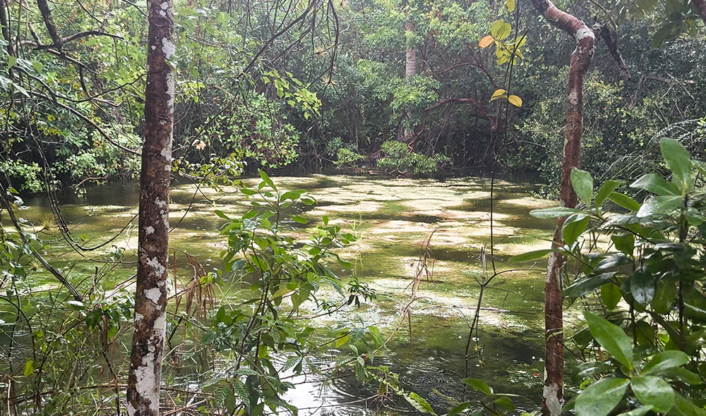 Florida Swamp