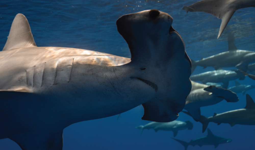 A closeup of a hammerhead shark