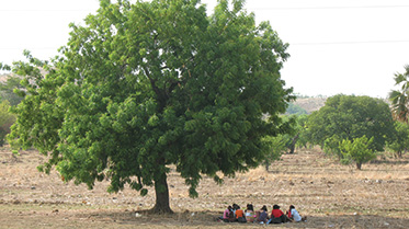 Students studying under a tree in Ghana.