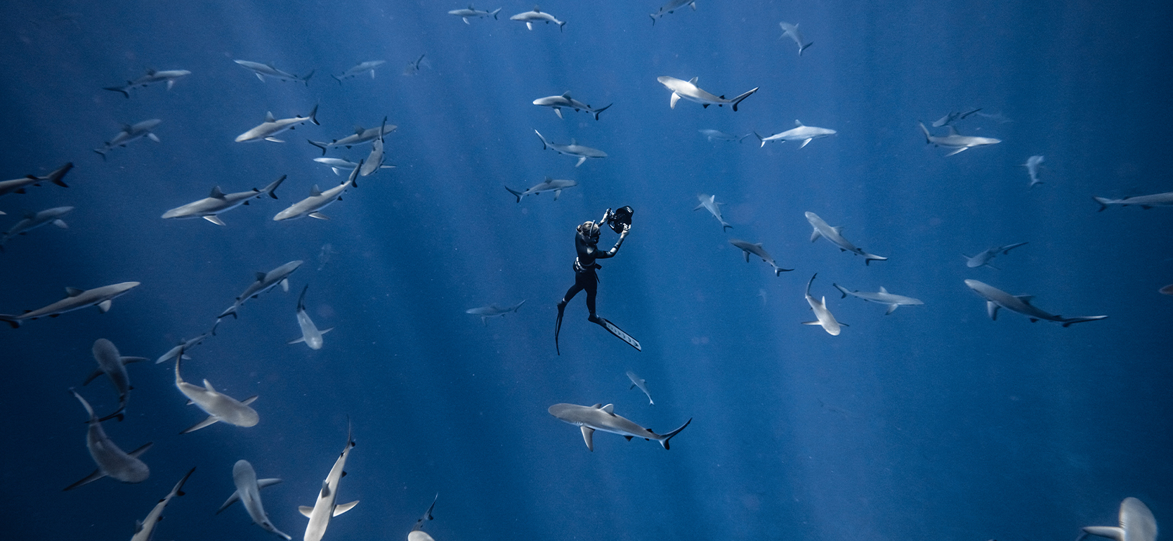 An underwater photographer is surrounded by sharks