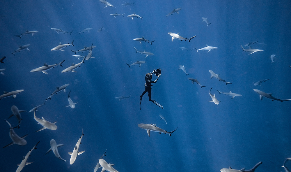 Image of an underwater photographer with sharks around her