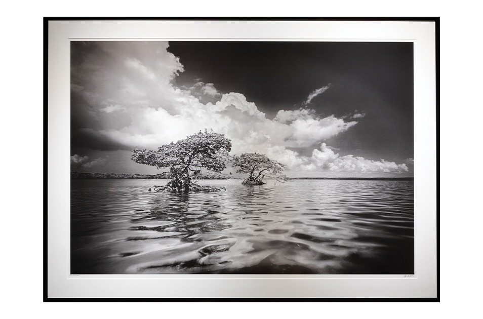 Tree in water by CLYDE BUTCHER