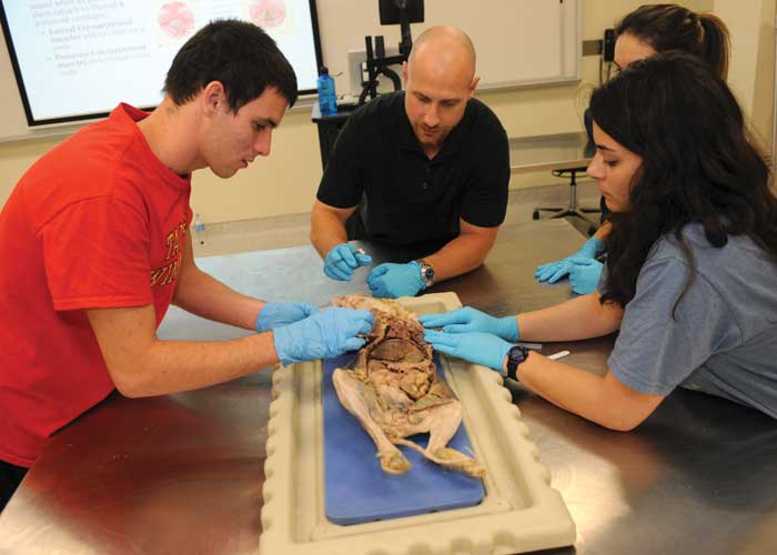 Students dissecting an animal 
