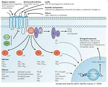 Heterotrimeric G Protein Signaling