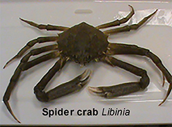 Spider Crab Libinia