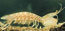 Squilla empusa