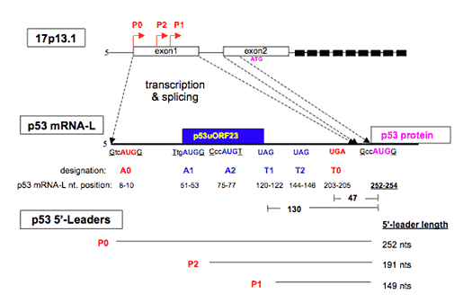 p53 gene loci, p53 mRNA-L, & p53 5’-leaders figure p53 gene loci, p53 mRNA-L, & p53 5’-leaders figure