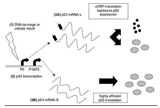 uORF-translation represses p53 expression uORF-translation represses p53 expression