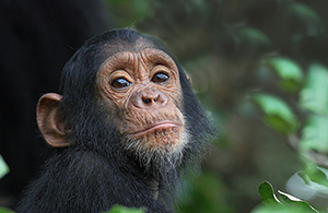 Chimpanzee
