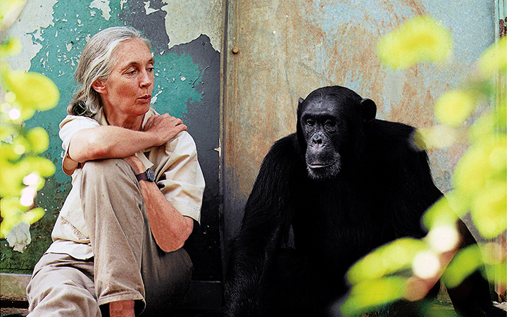 Jane Goodall and a chimp