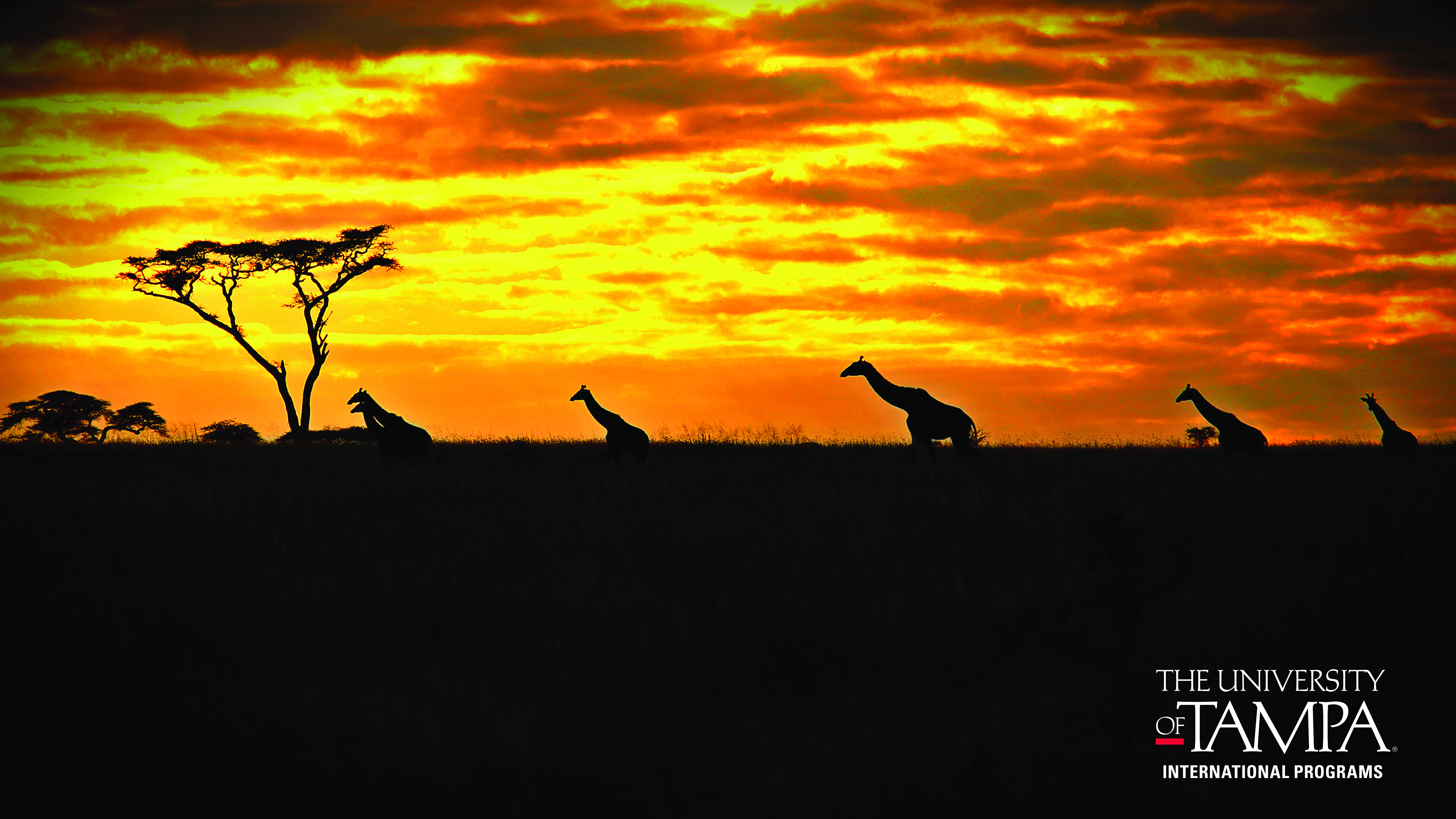 A Serengeti Sunset With Giraffes in Tanzania (Photographer: Troy Cusson, Music Technology Coordinator)