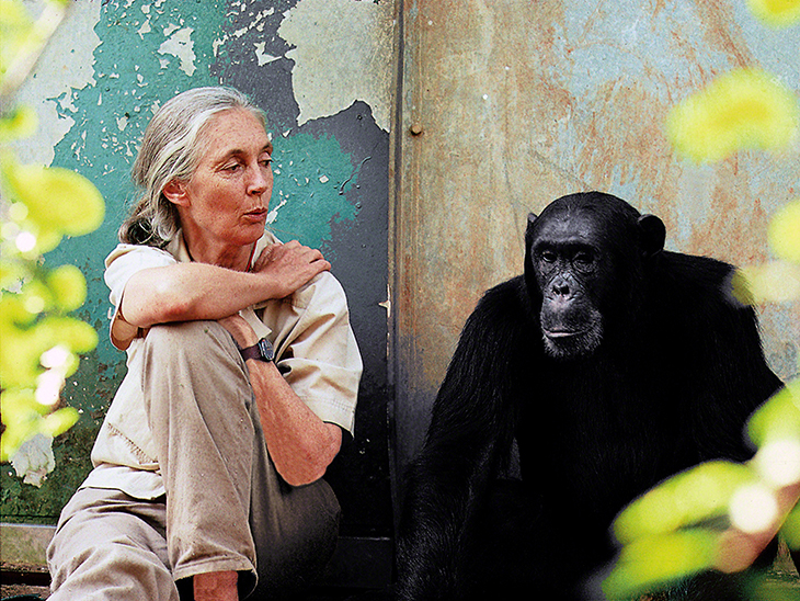 The University of Tampa - News - Jane Goodall, World Famous Animal Behavior Expert and