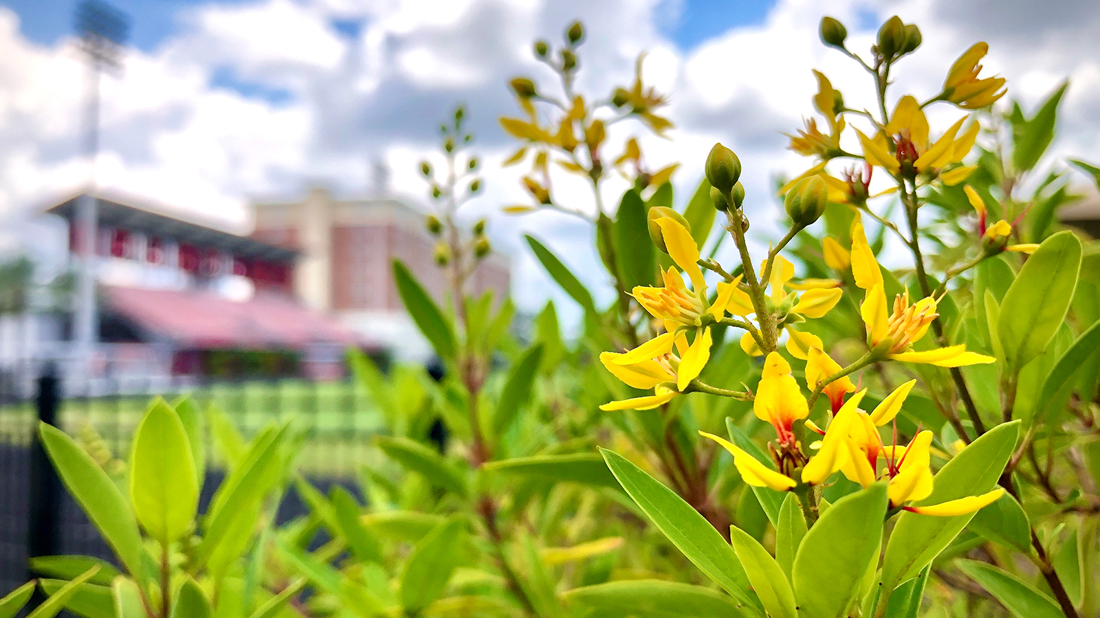 Pepin Stadium with flowers