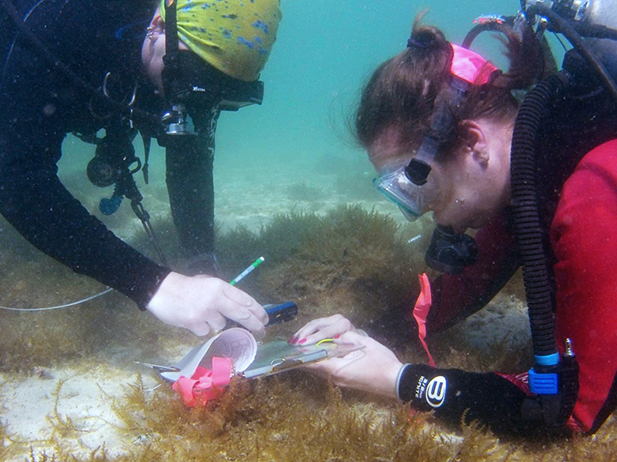 Students diving