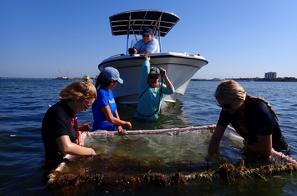 Students swimming in Tampa Bay testing the water.