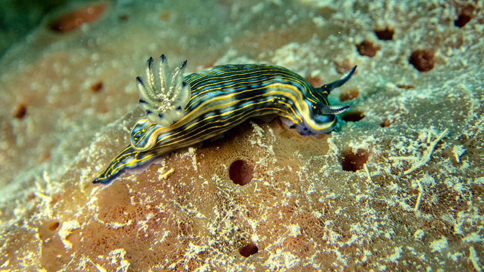 Photo¬synthetic sea slugs teach us about ecology. 