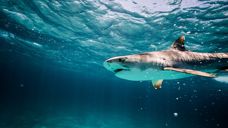 A Tigress shark