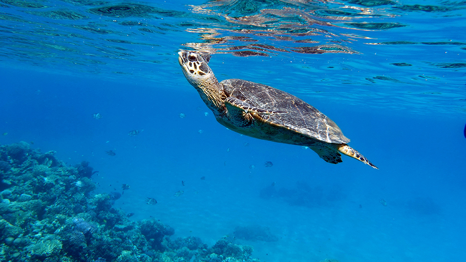 UT Junior Assists Clearwater Marine Aquarium With Sea Turtle Rehab 